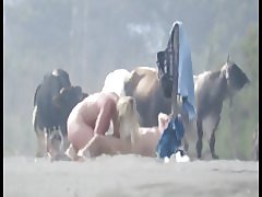 Възрастни кучка на плажа